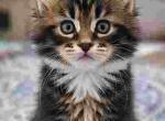 FEMALE Classic Brown Black Tabby - Maine Coon Kitten For Sale - Perry&comma; FL&comma; US