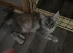 Three Maine coon sisters - Maine Coon Kitten For Sale - Oshkosh&comma; WI&comma; US