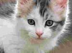 MALE POLY BLUE AND WHITE - Maine Coon Kitten For Sale - Perry&comma; FL&comma; US