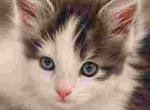 FEMALE WHITE AND BLUE - Maine Coon Kitten For Sale - Perry&comma; FL&comma; US