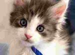FEMALE BLUE and WHITE TABBY - Maine Coon Kitten For Sale - Perry&comma; FL&comma; US