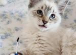 Hansel from the Fairytales Litter - Ragdoll Kitten For Sale - 