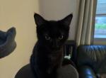 Bear - Domestic Kitten For Sale - Saint Paul&comma; MN&comma; US
