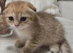 beautiful Scottish Fold kitten - Scottish Fold Kitten For Sale - Fife&comma; WA&comma; US