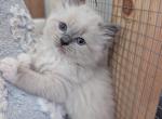 Brown Collar - Ragdoll Kitten For Sale - 