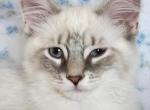 Cinderlad from the Fairytales Litter - Ragdoll Kitten For Sale - 