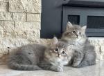 Hypoallergenic Siberian Kittens - Siberian Kitten For Sale - New Boston&comma; MI&comma; US