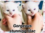 Cece baby - Ragdoll Kitten For Sale - 