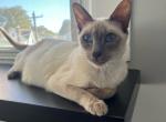 Taley - Siamese Kitten For Sale - Saint Petersburg&comma; FL&comma; US