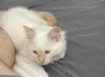 Blu - Siamese Kitten For Sale - Little Elm&comma; TX&comma; US
