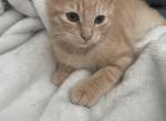 Bo - Siamese Kitten For Sale - Little Elm&comma; TX&comma; US