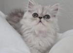 April - Persian Kitten For Sale - Sacramento&comma; CA&comma; US