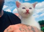 Sphynx Point Siamese - Siamese Kitten For Sale - Mukwonago&comma; WI&comma; US
