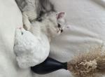 persian - Persian Kitten For Sale - Sacramento&comma; CA&comma; US