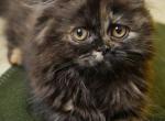 Fiona - Persian Kitten For Sale - Dallas&comma; TX&comma; US