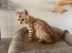 Amber - Bengal Kitten For Sale - 