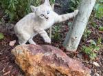 Zelda - Bengal Kitten For Sale - CO&comma; US