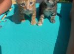 Sax - Bengal Kitten For Sale - Phoenix&comma; AZ&comma; US