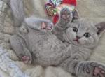British Shorthair - British Shorthair Kitten For Adoption - Phoenix&comma; AZ&comma; US