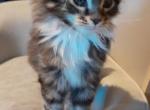 Maine Coon - Maine Coon Kitten For Sale - Phoenix&comma; AZ&comma; US
