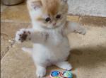 3 Flkitten1 - British Shorthair Kitten For Sale - Parkland&comma; FL&comma; US