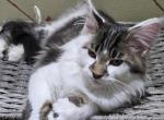 Patches - Maine Coon Kitten For Sale - 
