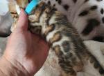 Armani brown rosetted bengal kitten available - Bengal Kitten For Sale - Saint Augustine&comma; FL&comma; US