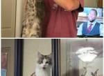 Apollo x Calypso - Maine Coon Kitten For Sale - 