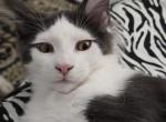Batman - Maine Coon Kitten For Sale - 