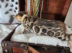 Rolex brown rosetted bengal kitten for sale - Bengal Kitten For Sale - Saint Augustine&comma; FL&comma; US