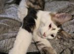 Spot - Maine Coon Kitten For Sale - Pearland&comma; TX&comma; US