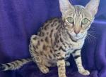 Asantewaa - Savannah Cat For Sale/Service - 