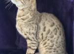Nandi - Savannah Cat For Sale/Service - Ellerbe&comma; NC&comma; US