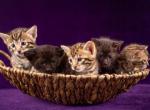 Savannah litter - Savannah Kitten For Sale - Ellerbe&comma; NC&comma; US