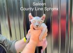 Blue Elf Sphynx Female Near Cincinnati - Sphynx Kitten For Sale - 