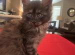 Smokey - Maine Coon Kitten For Sale - 