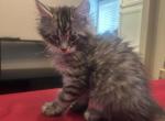Sami - Maine Coon Kitten For Sale - 