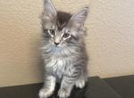 Frosty - Maine Coon Kitten For Sale - Gresham&comma; OR&comma; US