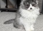 Petunia - Persian Kitten For Sale - Port Saint Lucie&comma; FL&comma; US