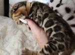 Rolex Red rosetted bengal kitten for sale - Bengal Kitten For Sale