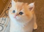 Gold - British Shorthair Kitten For Sale - Parkland&comma; FL&comma; US