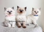 Marshmallow Ragdolls - Ragdoll Kitten For Sale - Webster&comma; NY&comma; US