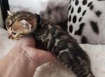 Boss  Brown rosetted bengal kitten for sale - Bengal Kitten For Sale - 