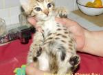 Green Flower Boy  Sonnet and Mattis - Cheetoh Kitten For Sale - Vernon&comma; AZ&comma; US