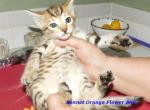 Orange Flower Boy  Sonnet and Mattis - Cheetoh Kitten For Sale - Vernon&comma; AZ&comma; US