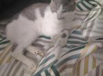 Pinky and pebbles - Domestic Cat For Sale - Seekonk&comma; MA&comma; US