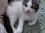 LittleA - Turkish Van Kitten For Sale - Russell&comma; MA&comma; US