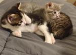 Bandit - American Shorthair Kitten For Adoption - 