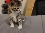 Misty - American Shorthair Kitten For Adoption - 