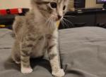 Scout - American Shorthair Kitten For Adoption - 